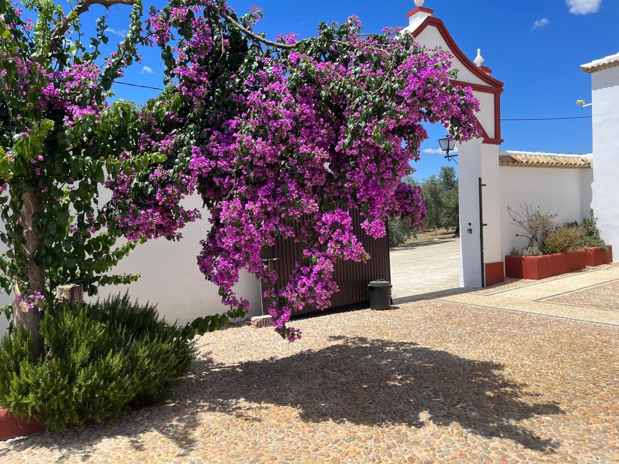 Cortijo Dominguez - Rural Experience Villa Лусена Екстериор снимка